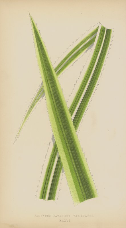 Pandanus Javanicus Variegatus alkotó: English School
