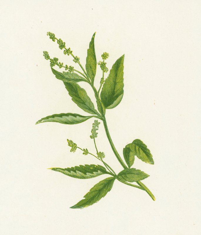 Évelő, vagy Dogs Mercury, Mercurialis Perennis alkotó: English School