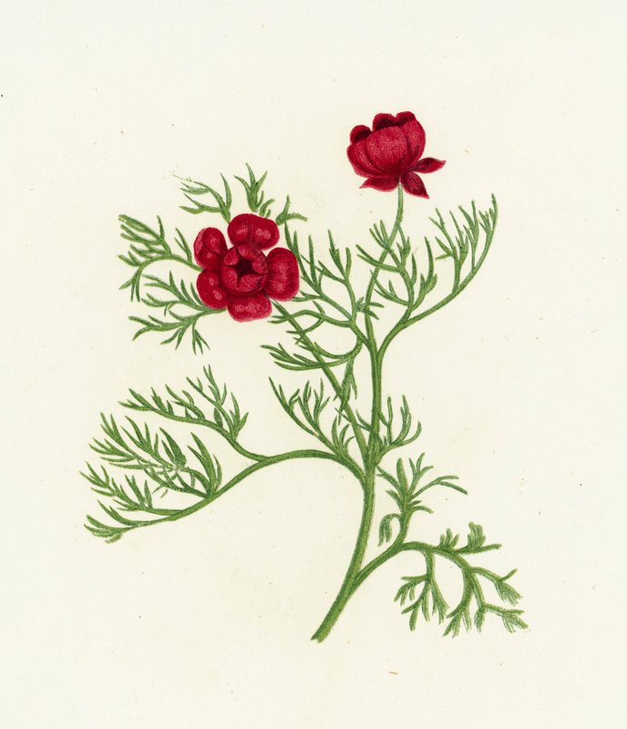 Fácánszem, Adonis Autumnalis alkotó: English School