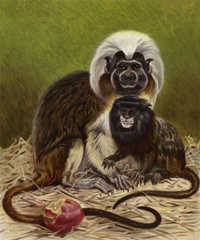 Pinche Marmoset és Negro Tamarin alkotó: English School