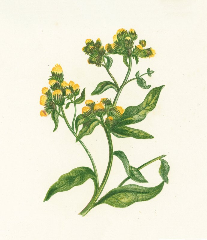Ploughmans Spikenard, Inula Conyza alkotó: English School