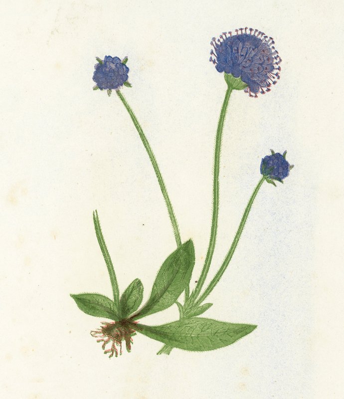 Premorse Scabius, Scabiosa Succisa alkotó: English School