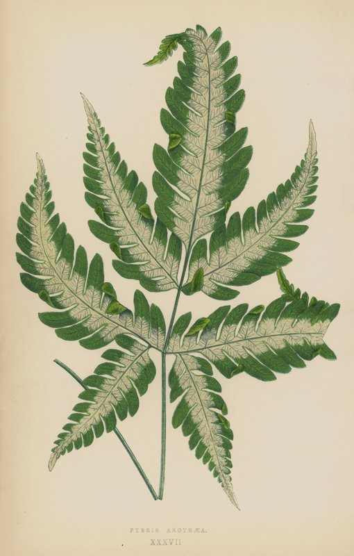 Pteris Argyraia alkotó: English School