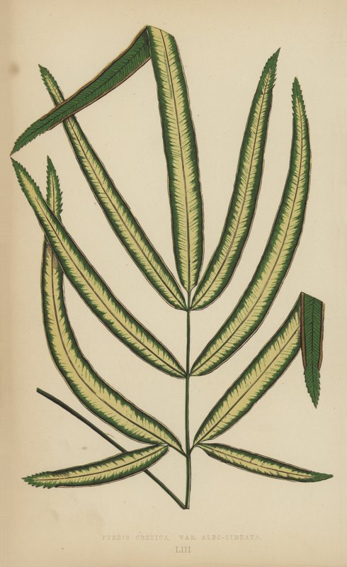 Pteris Cretica, Albo-Lineata fajta alkotó: English School