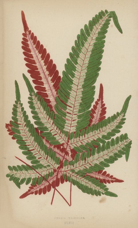 Pteris Tricolor alkotó: English School