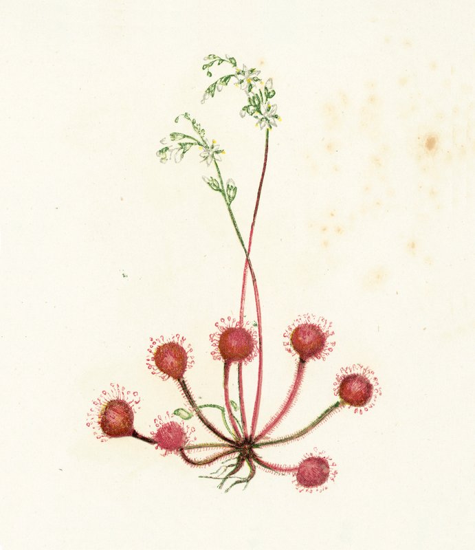 Kereklevelű napharmat, Drosera Rotundifolia alkotó: English School
