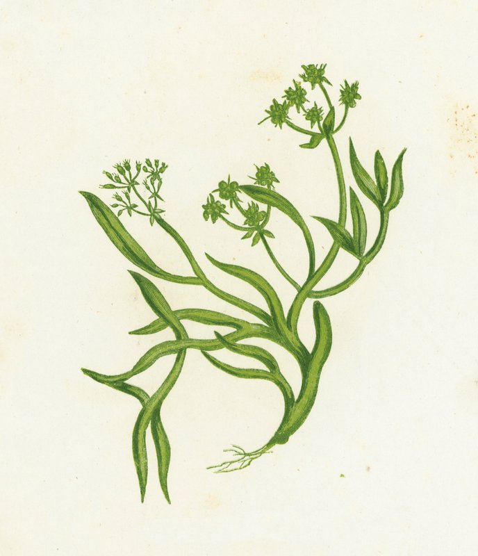 Samphire, Crithmum Maritimum alkotó: English School