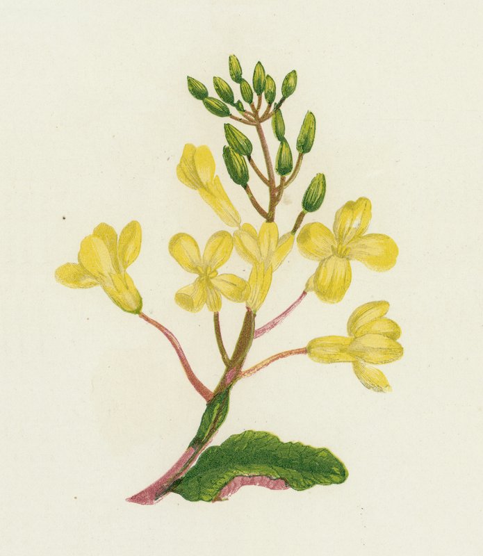 Tengeri káposzta, Brassica Oleracea alkotó: English School