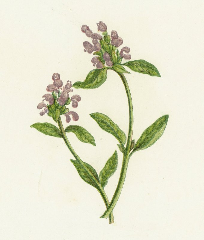 Öngyógyító, Prunella Vulgaris alkotó: English School