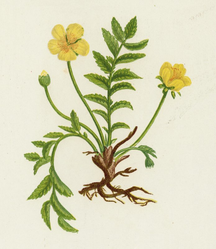 Silver Weed, Potentilla Anserina alkotó: English School