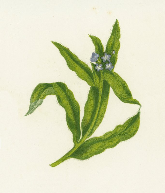 Kis bugloss, Lycopsis Arvensis alkotó: English School