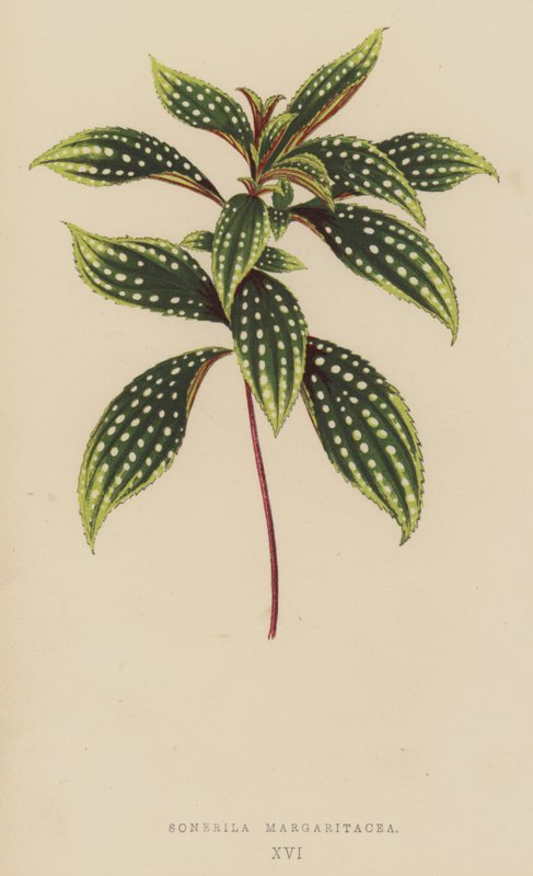 Sonerila Margaritacea alkotó: English School