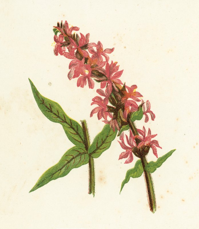 Spiked Purple Loosestrife, Lythrum Salicaria alkotó: English School
