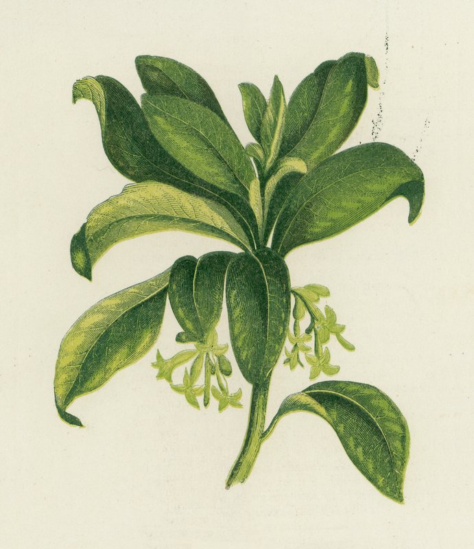 Spurge Laurel, Daphne Laureola alkotó: English School