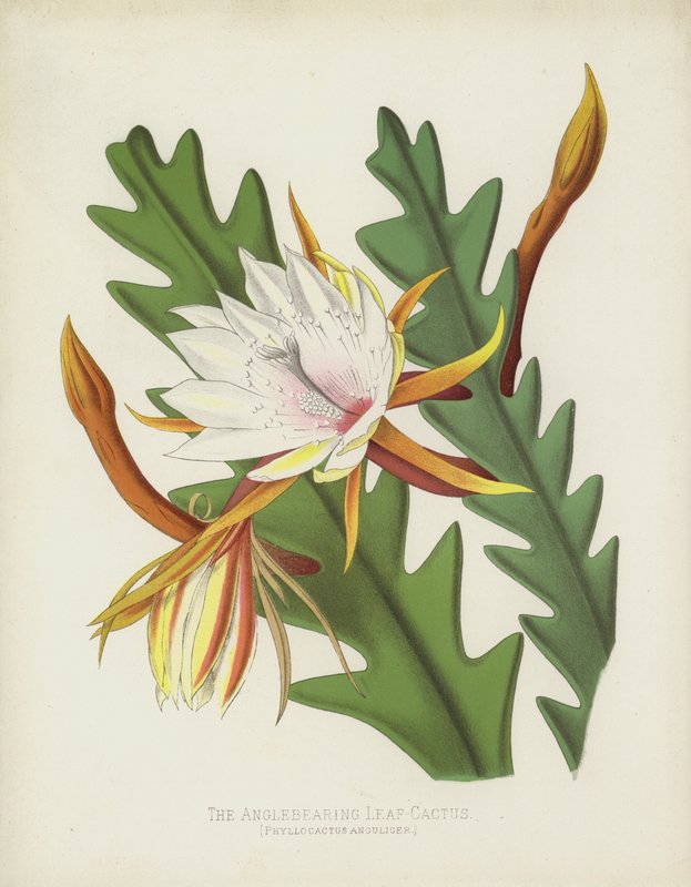 A szögletes levélkaktusz, Phyllocactus anguliger alkotó: English School