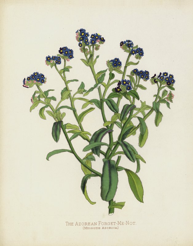 Az azori nefelejcs, Myosotis Azorica alkotó: English School