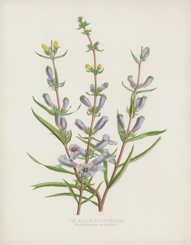 Az Azure Pentstemon, Pentstemon Azureus alkotó: English School
