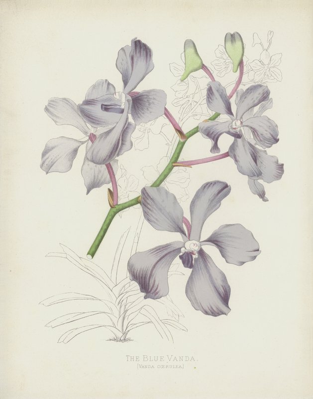 A Kék Vanda, Vanda Coerulea alkotó: English School