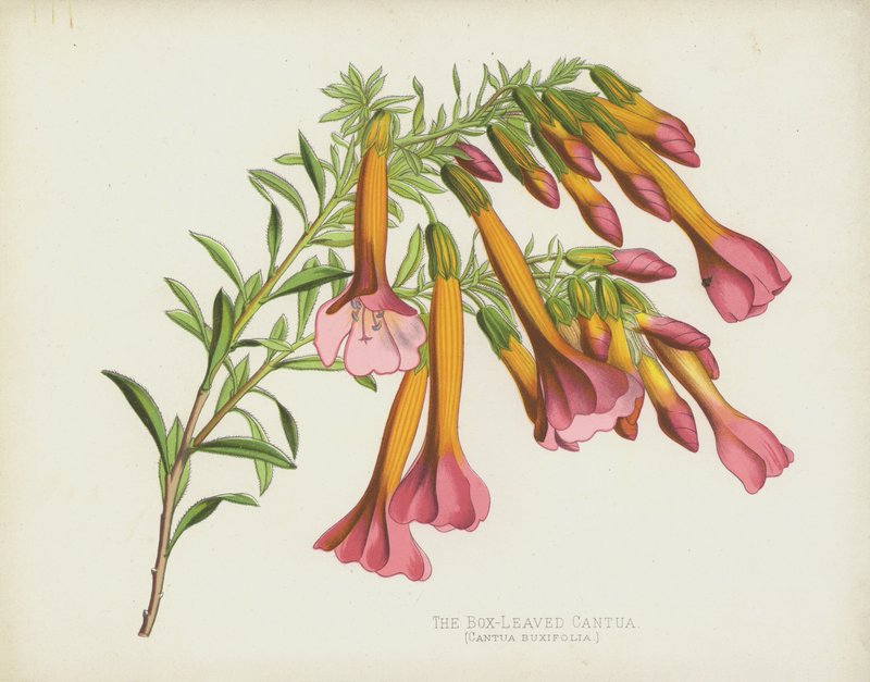 A dobozlevelű Cantua, Cantua Buxifolia alkotó: English School
