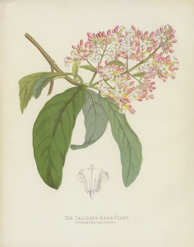 A Calisaya Bark-Plant, Cinchona Calisaya alkotó: English School
