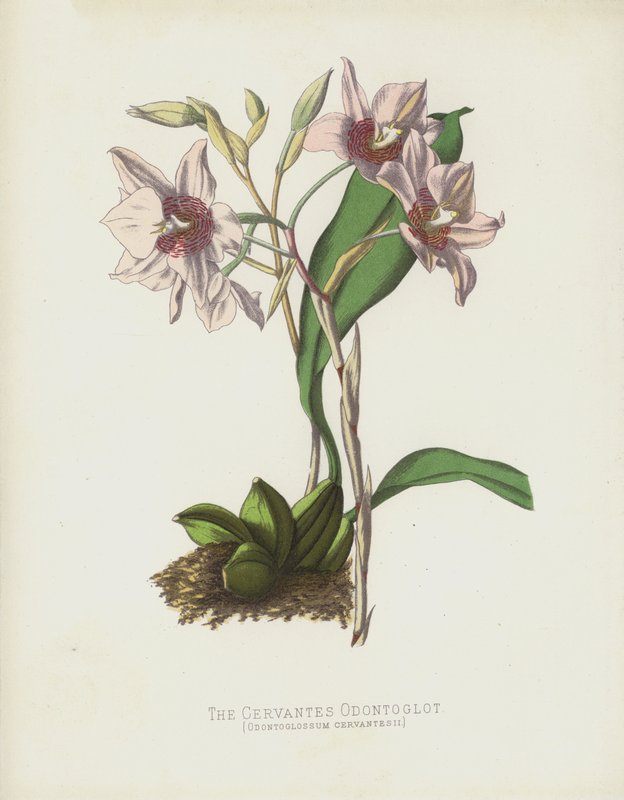 A Cervantes Odontoglot, Odontoglossum Cervantesii alkotó: English School