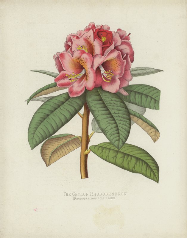 A Ceylon Rhododendron, Rhododendron Rollissonii alkotó: English School
