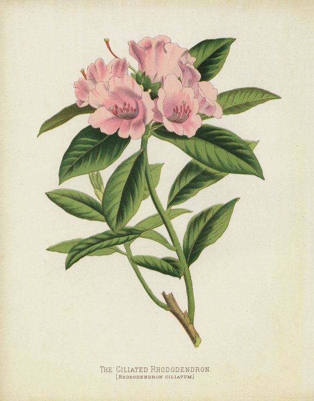 A csillós Rhododendron, Rhododendron Ciliatum alkotó: English School
