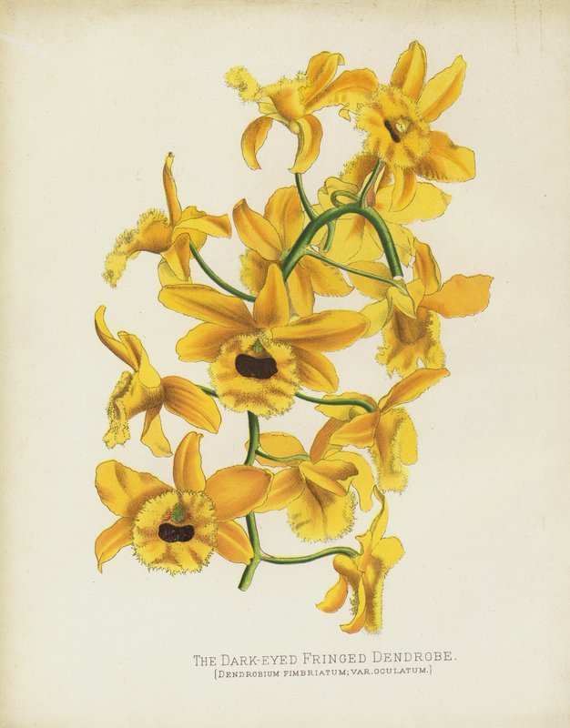 The Dark Eyed Fringed Dendrobe, Dendrobium Fimbruatum; var Oculatum alkotó: English School