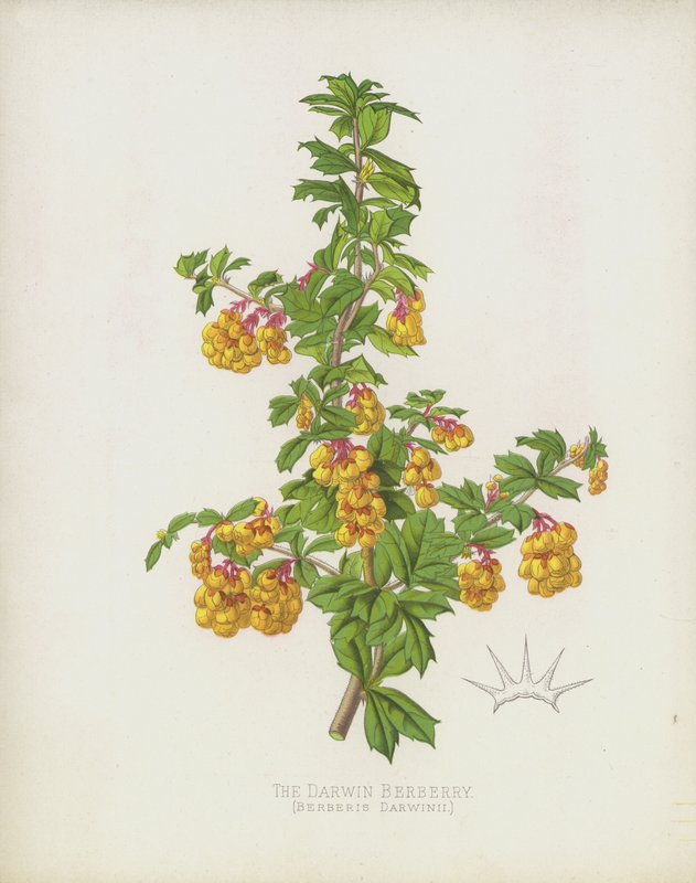 A Darwin Berberry, Berberis Darwinii alkotó: English School