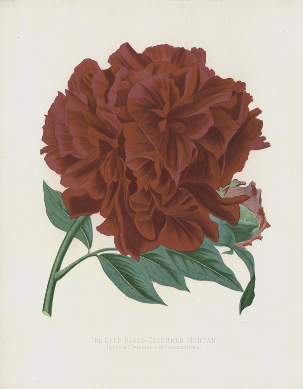 The Deep Blood-Coloured Moutan, Moutan Officinalis; Atrosanguinea alkotó: English School