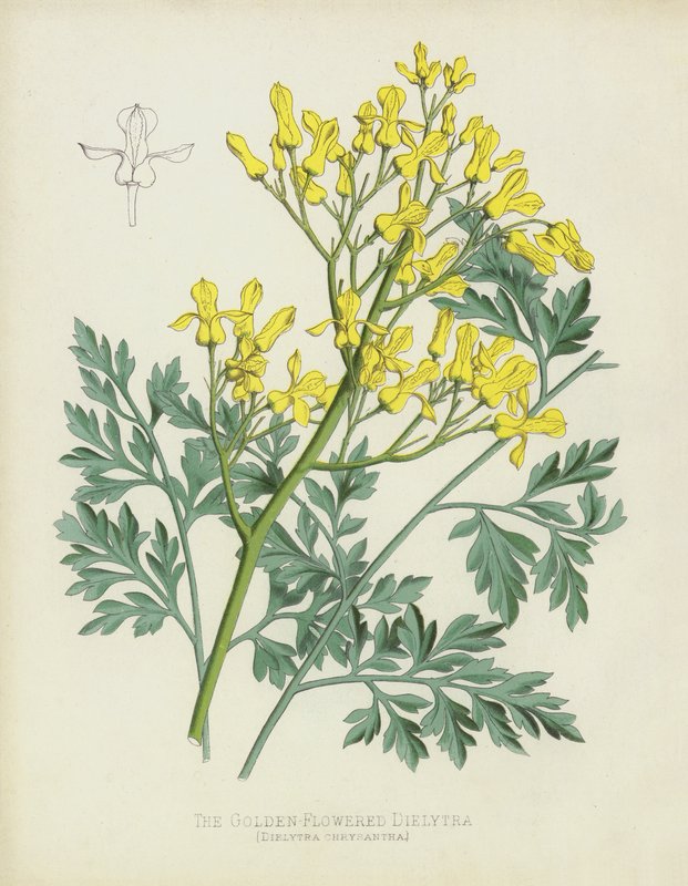 Az aranyvirágú Dielytra, Dielytra Chrysantha alkotó: English School