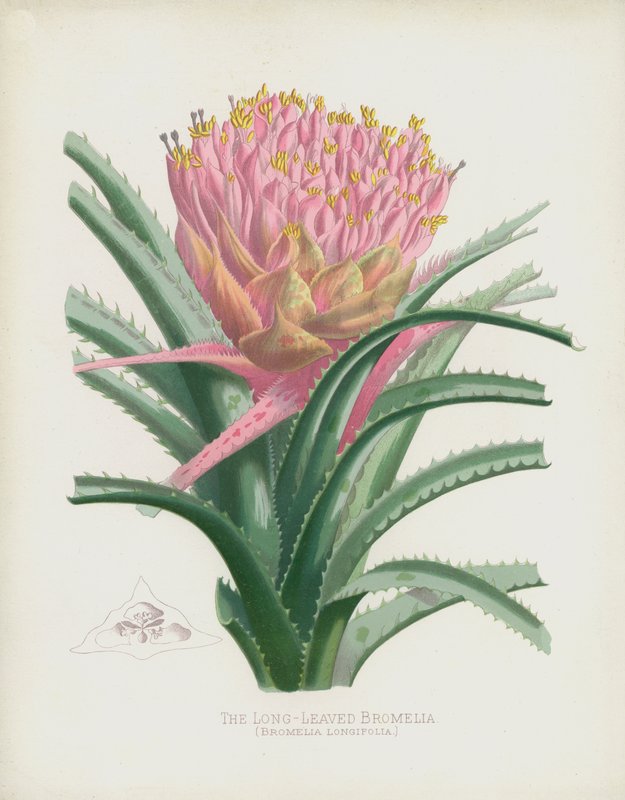 A hosszúlevelű bromélia, Bromelia Longifolia alkotó: English School