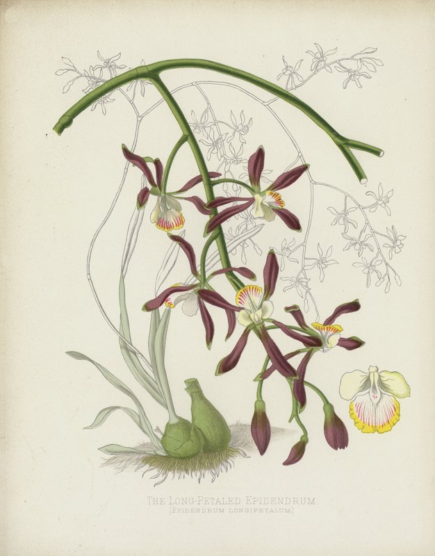 Hosszúszirmú Epidendrum, Epidendrum Longipetalum alkotó: English School