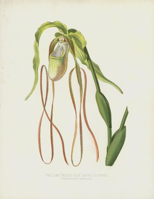 Hosszúfarkú hölgypapucs, Cypripedium Caudatum alkotó: English School