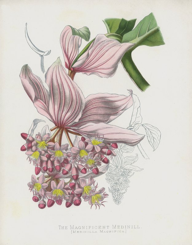 A csodálatos Medinilla, Medinilla Magnifica alkotó: English School