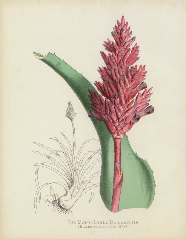 A sok tüskés Billbergia, Billbergia(?) Polystachya alkotó: English School