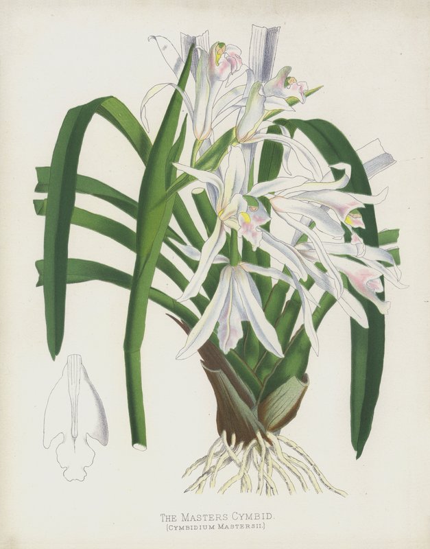 The Masters Cymbid, Cymbidium Mastersii alkotó: English School