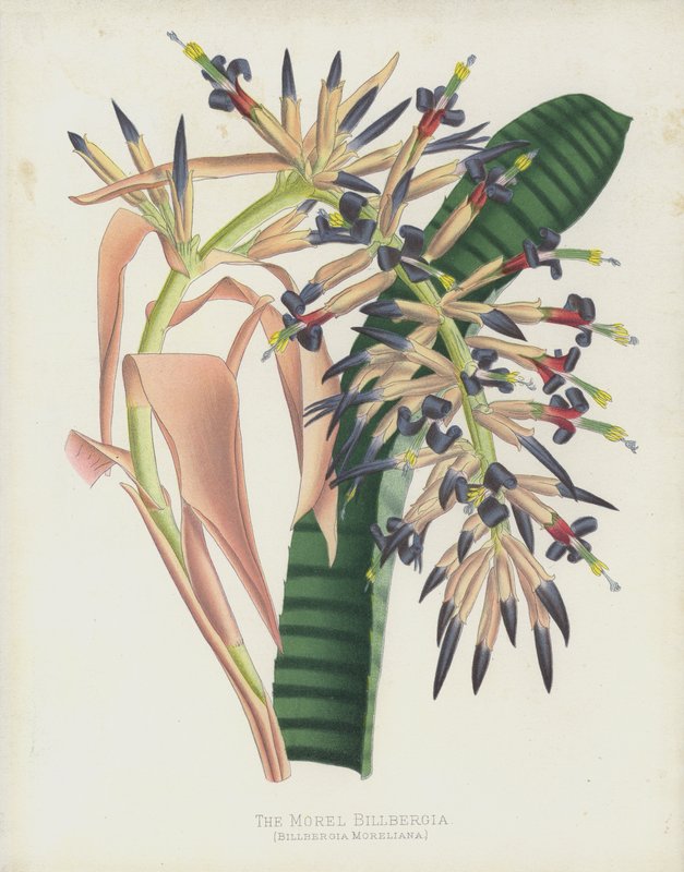 A Morel Billbergia, Billbergia Moreliana alkotó: English School