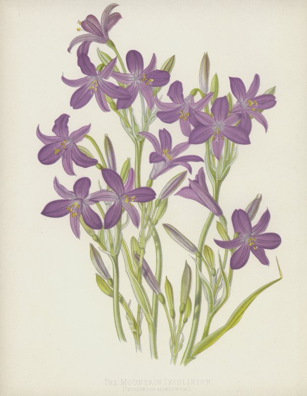 A hegy Ixiolirion, Ixiolirion Montanum alkotó: English School