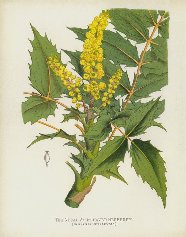 A nepáli kőrislevelű borbolya, Berberis Nepalensis alkotó: English School