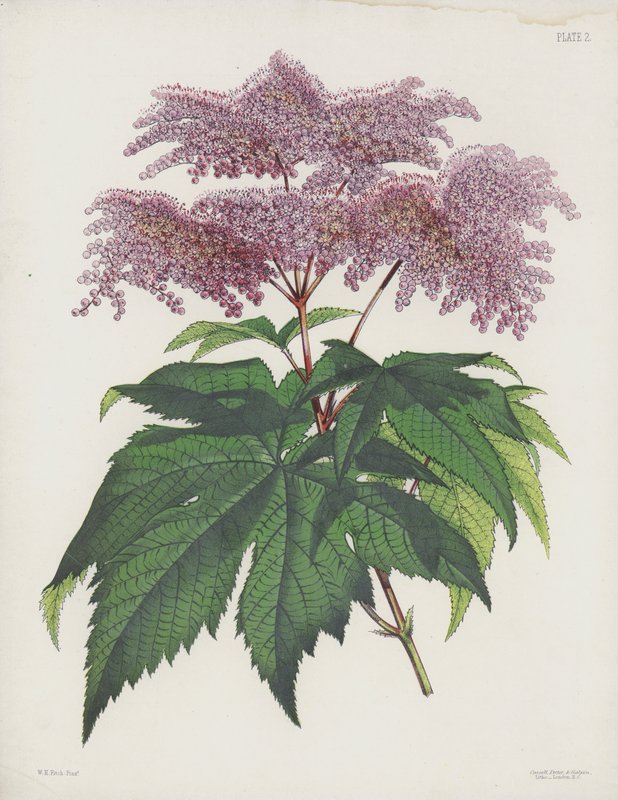 A Palmate-Leaved Spiraea, Spiraea Palmata alkotó: English School