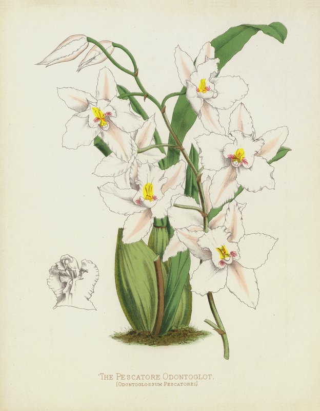 A halász Odontoglot, Odontoglossum Pescatorei alkotó: English School