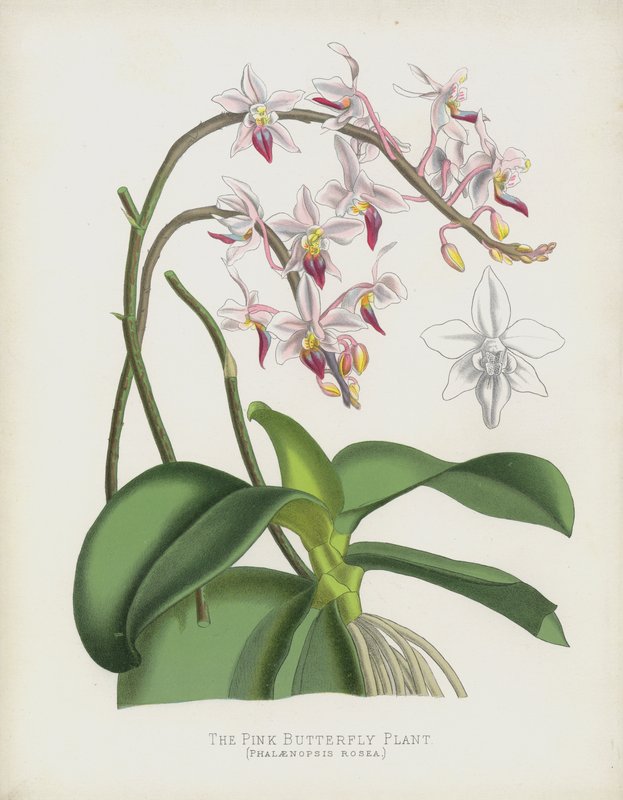 A rózsaszín pillangó növény, Phalaenopsis Rosea alkotó: English School
