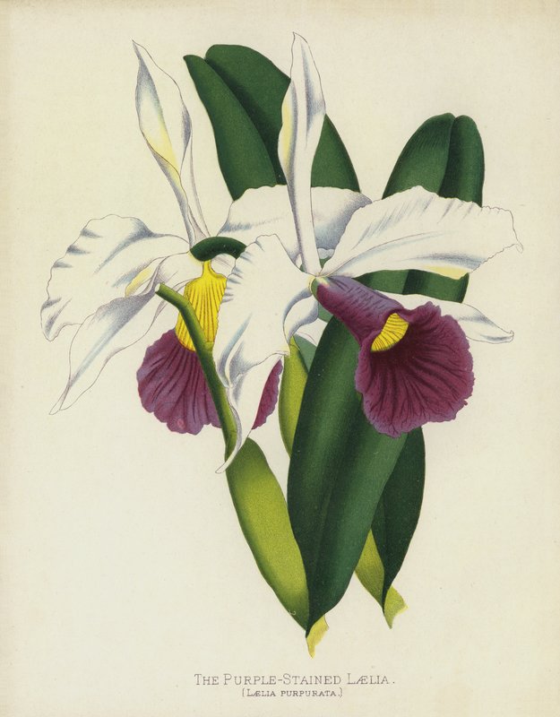 A bíborfoltos Laelia, Laelia Purpurata alkotó: English School