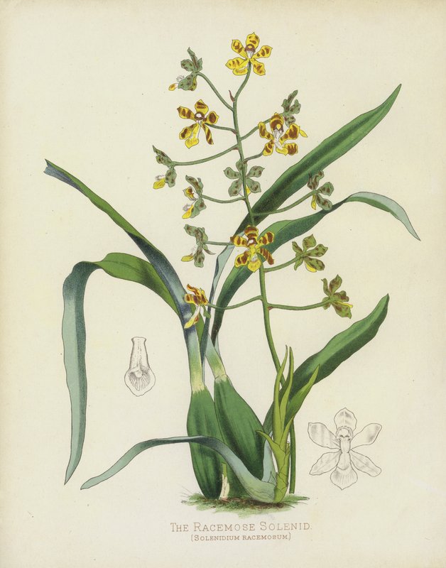 A Racemose Solenid, Solenidium Racemosum alkotó: English School