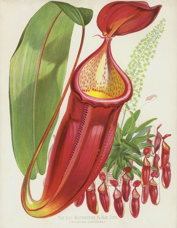Vörös Nepenthes, Nepenthes Sanguinea alkotó: English School