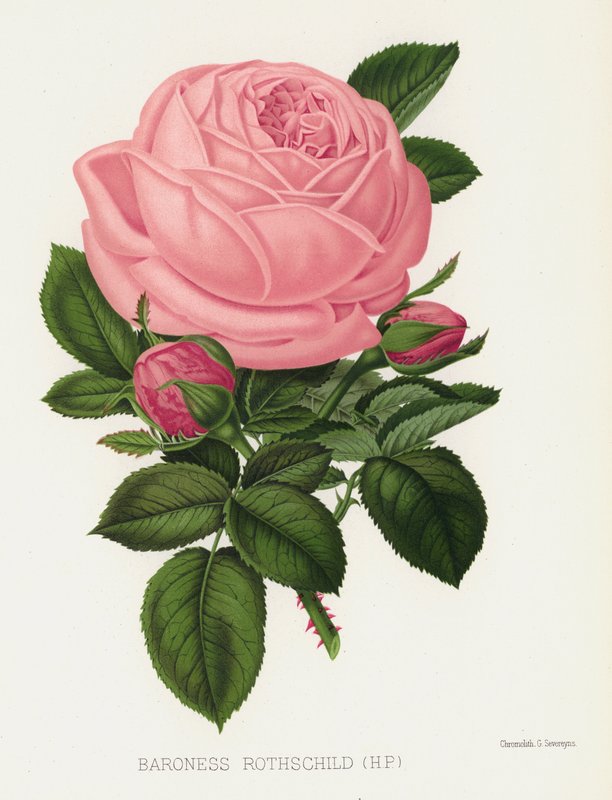 A Rózsakert: Rothschild bárónő, HP alkotó: English School