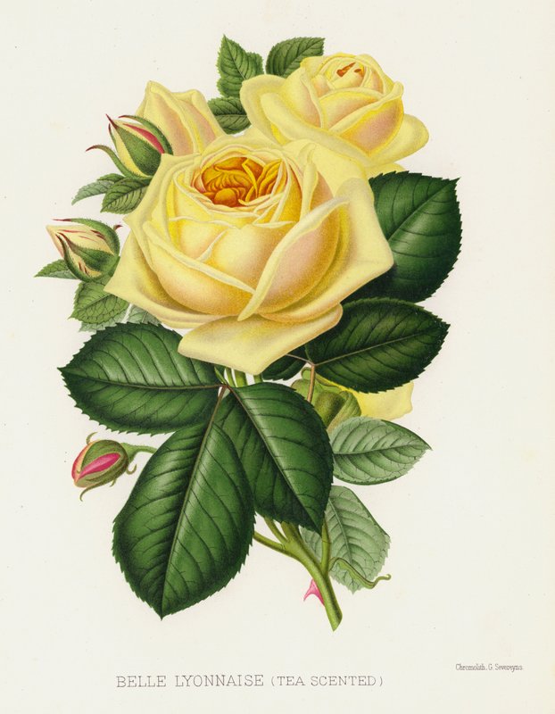 Rózsakert: Belle Lyonnaise, tea illatú alkotó: English School