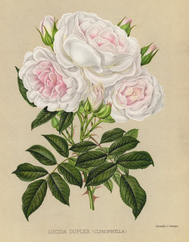 A Rózsakert: Lucida Duplex, Clynophylla alkotó: English School