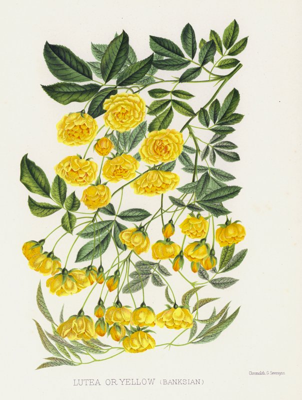 A Rózsakert: lutea vagy sárga, banksi alkotó: English School